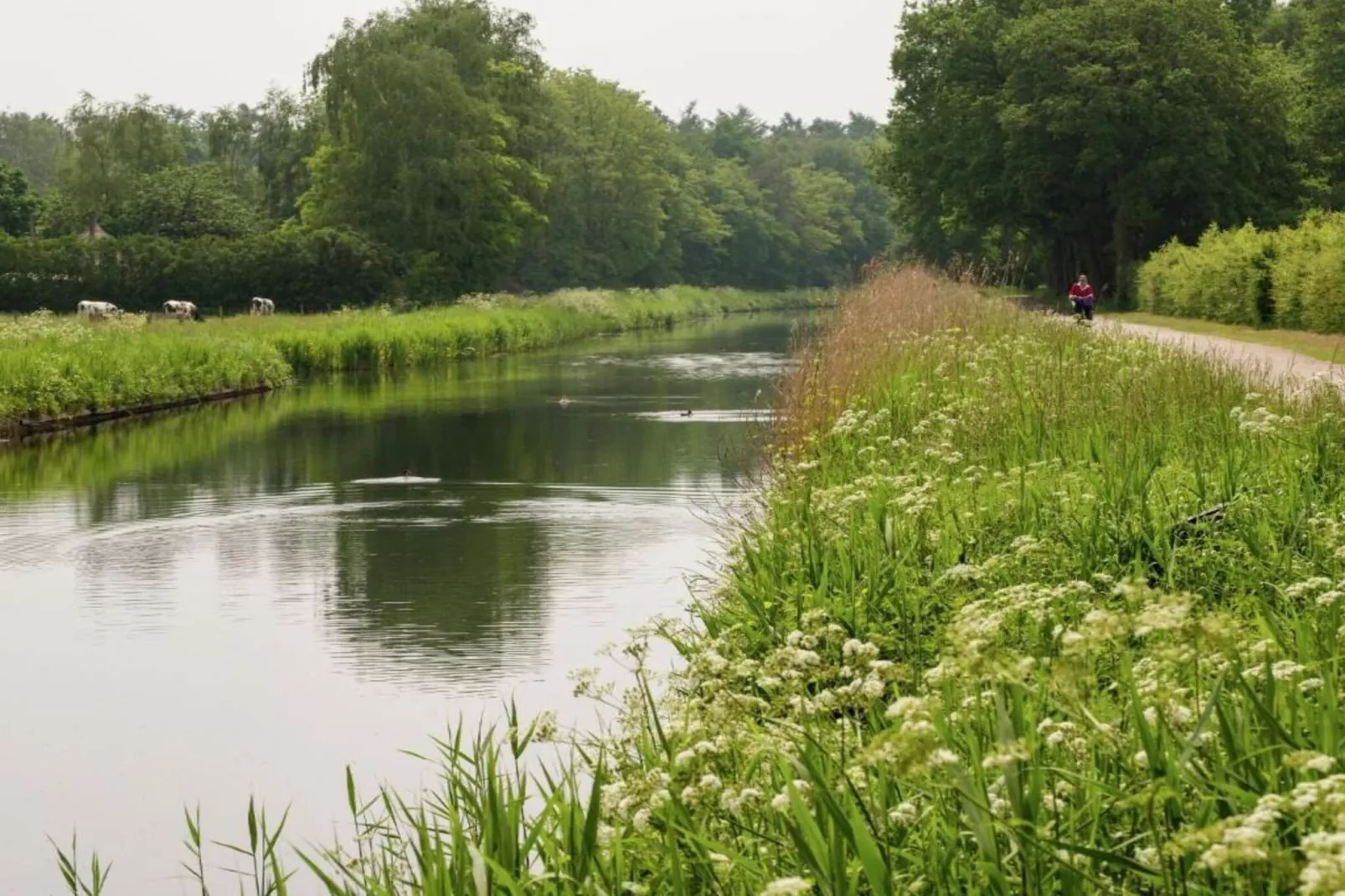 Koe in de Kost 3-Gebieden zomer 1km