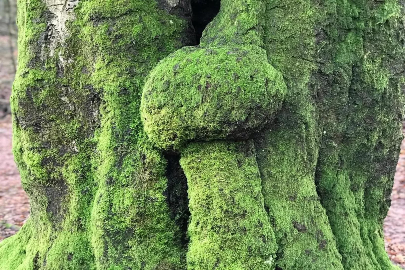Vakantiepark De Rimboe & De Woeste Hoogte 42-Gebieden zomer 5km