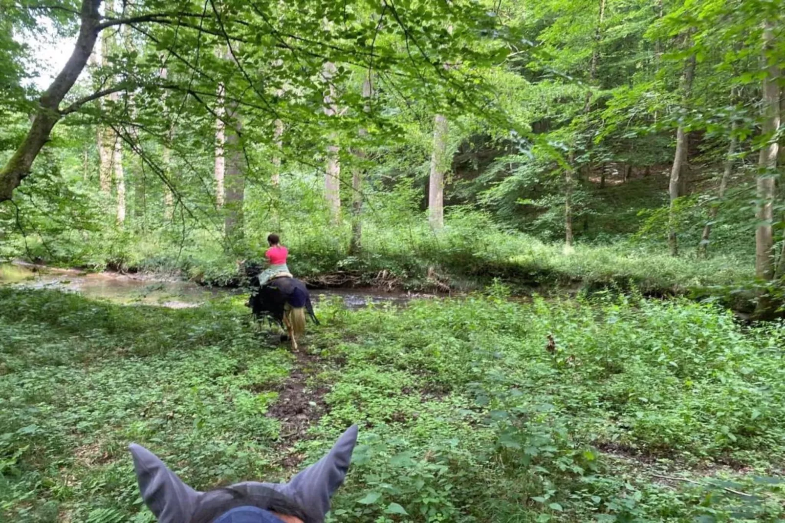 Unterniesemühle-Gebieden zomer 20km