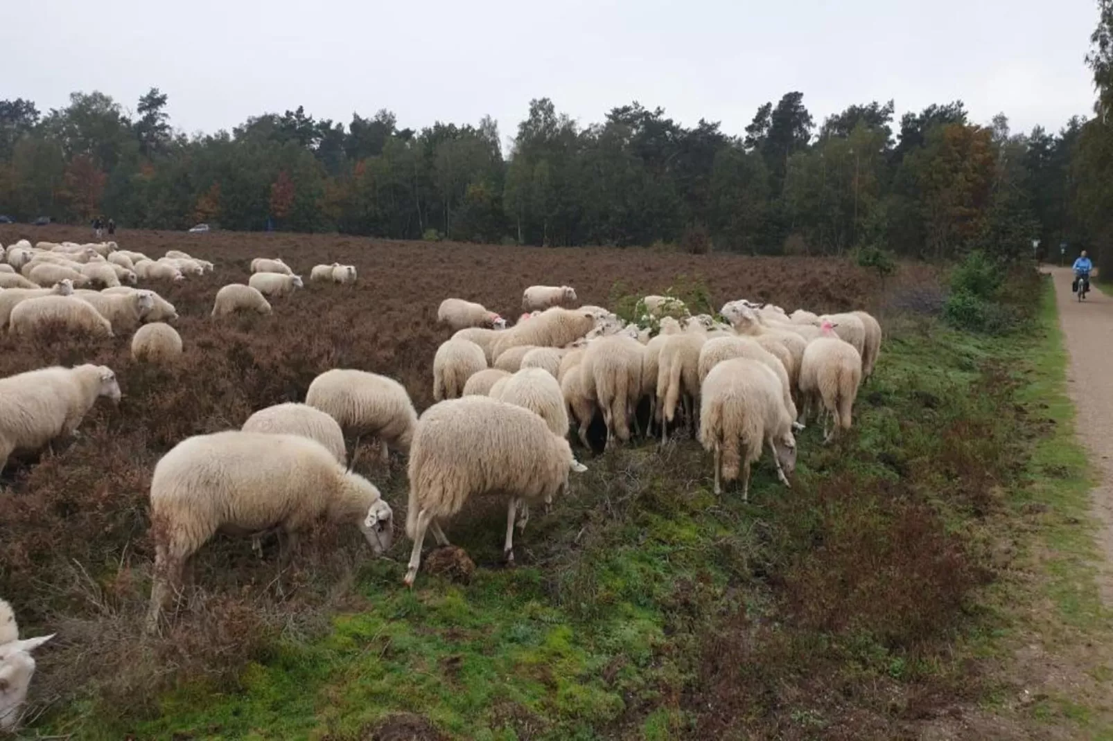 Vlindervallei Boshuis 16p-Gebieden zomer 5km