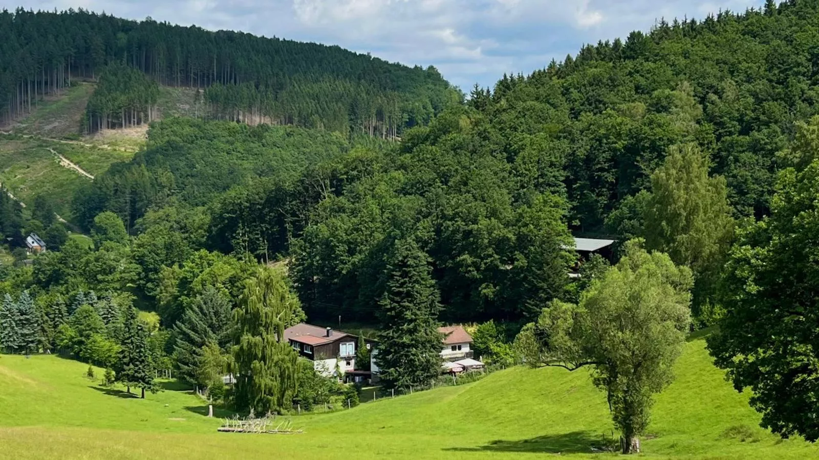 Am Damwildgehege II