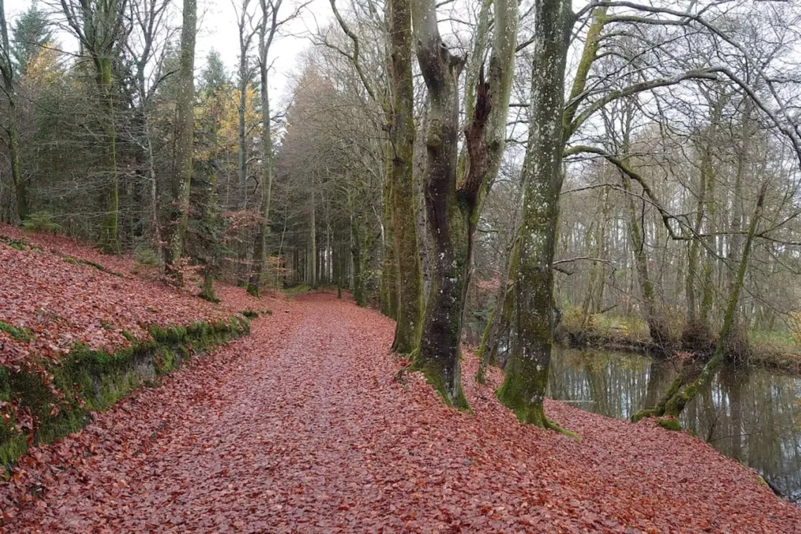 Vakantiehuis aan het meer met bos-Niet-getagd