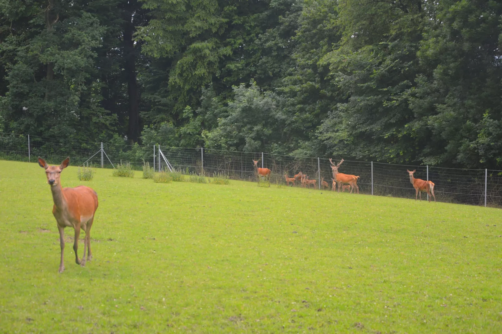 Le Vieux Tilleul du Château-Gebieden zomer 1km