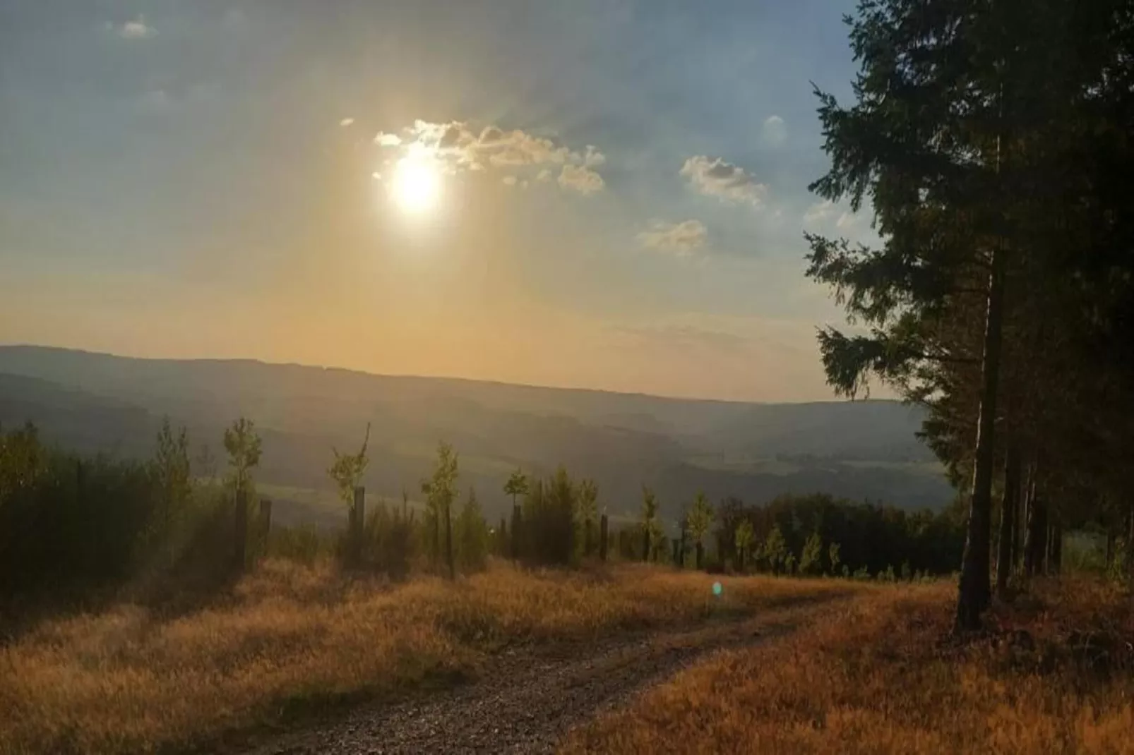 Orchidee-Gebieden zomer 20km