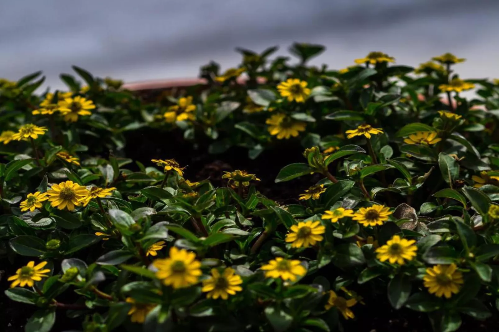 Chateau Angelus-Gebieden zomer 20km