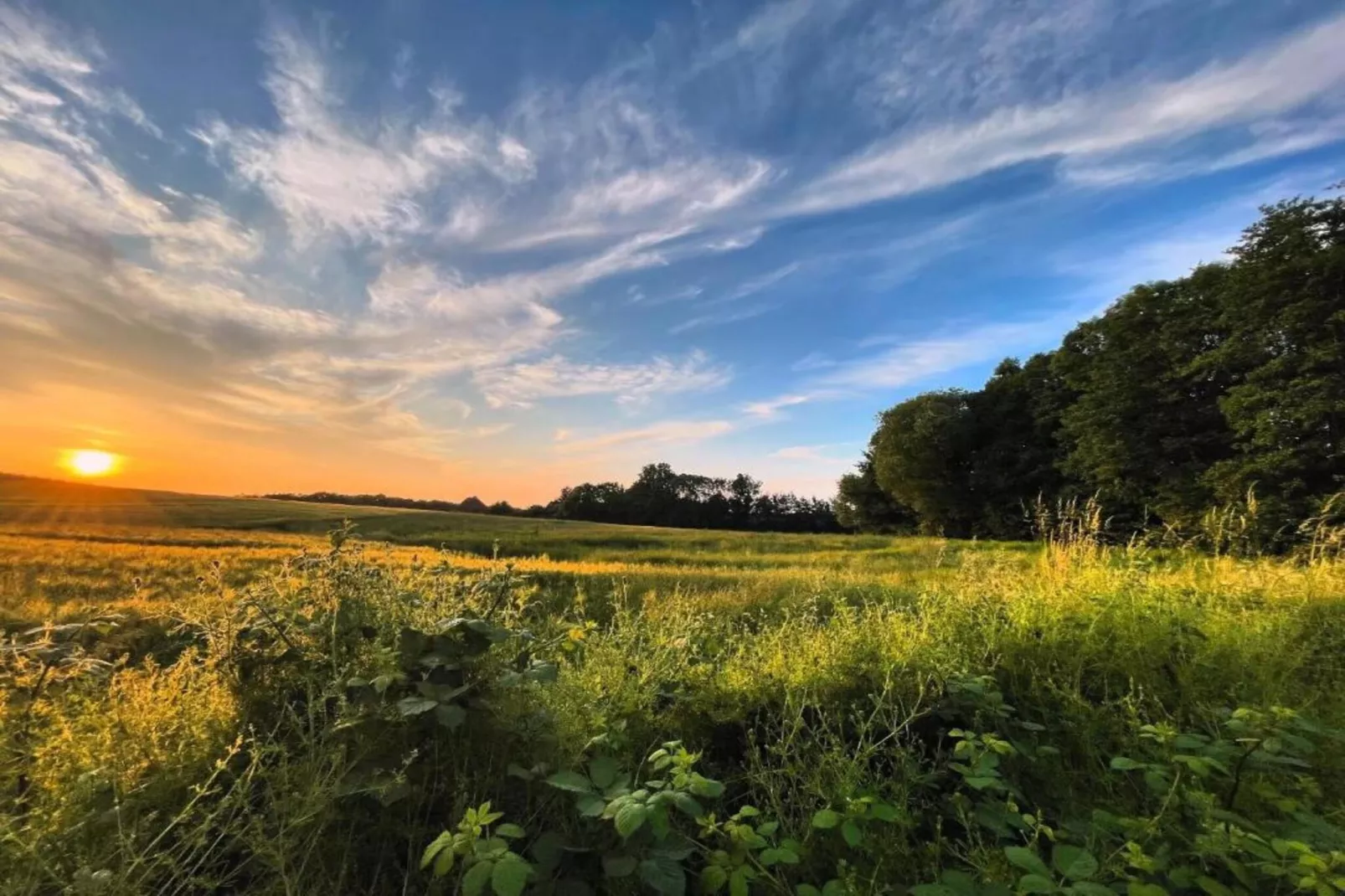 Reetdach 4 Linden-Gebieden zomer 20km