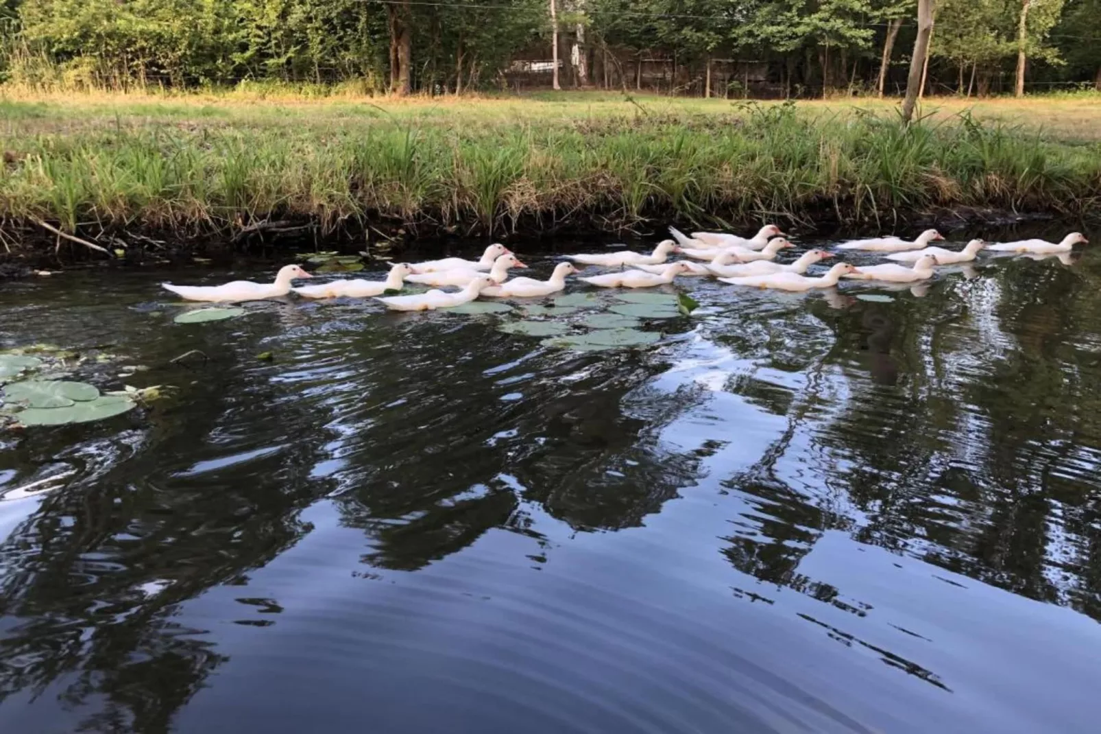 Waldblick-Gebieden zomer 5km