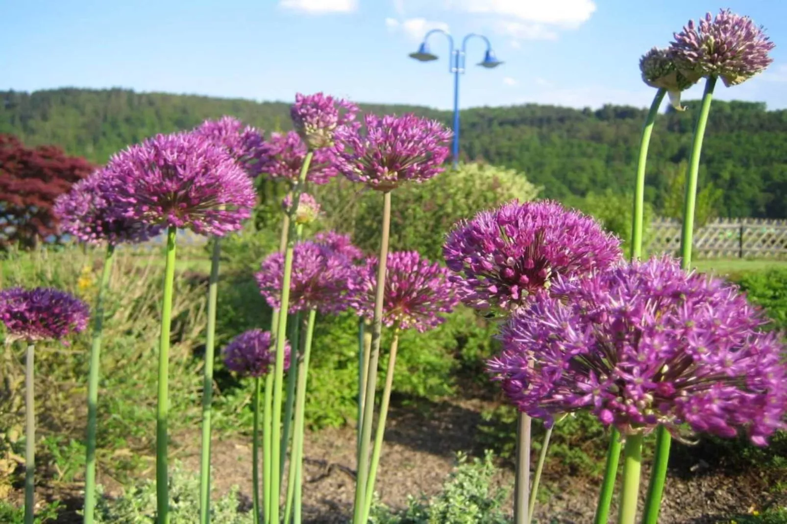 Villa Türmchen-Gebieden zomer 5km