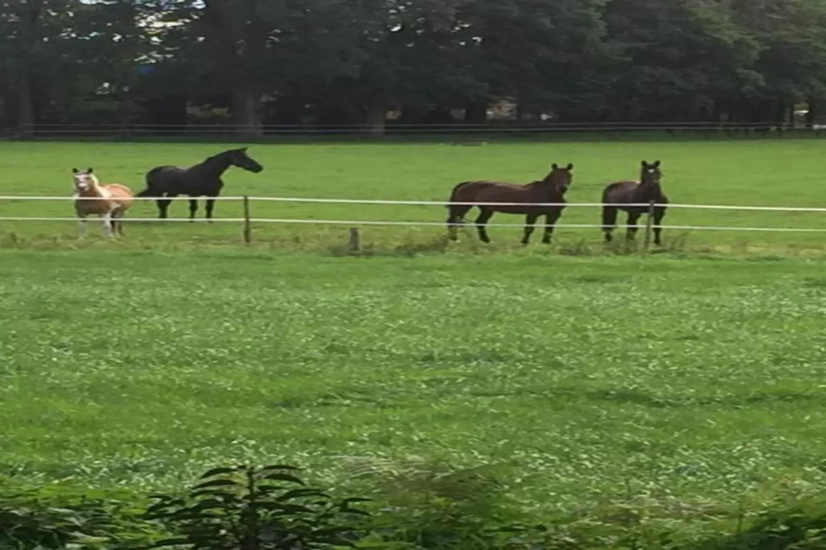 Ferienresort Bad Bentheim 9-Gebieden zomer 20km