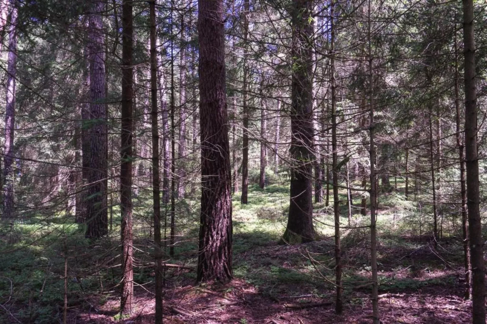 Waldferien-Gebieden zomer 20km