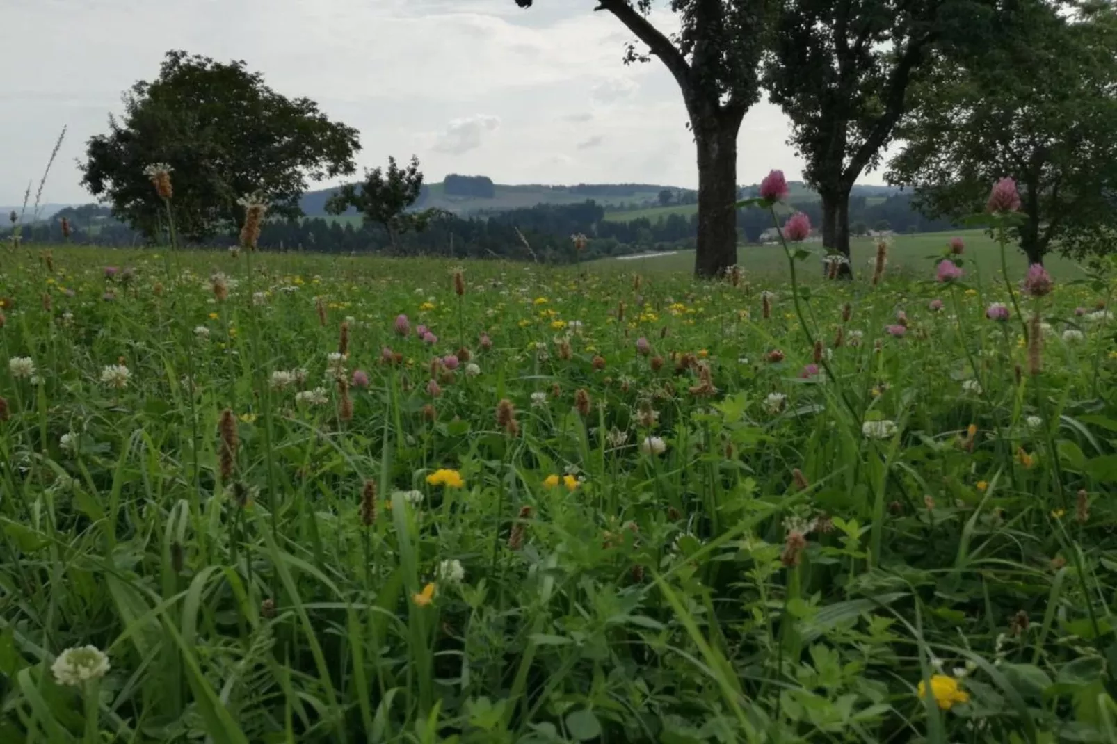 Ferienhaus Kummer-Gebieden zomer 20km