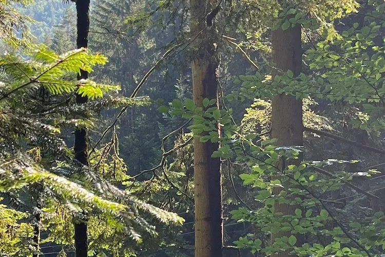 Ferienwohnung Läufer-Gebieden zomer 5km