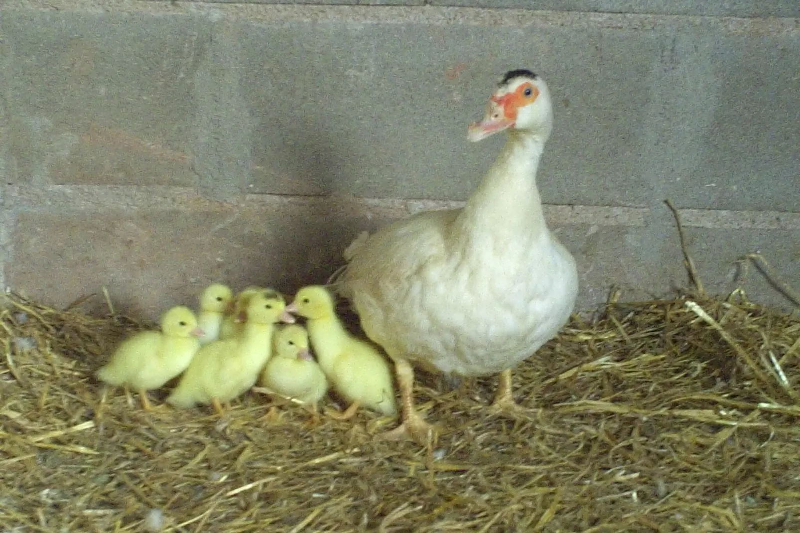 Mas Set Rengs 1-Image-tags.