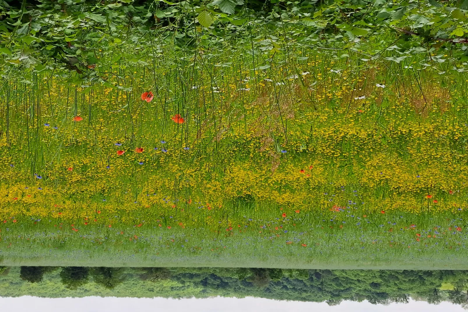 Maison de vacances -   VIEURE-Gebieden zomer 1km