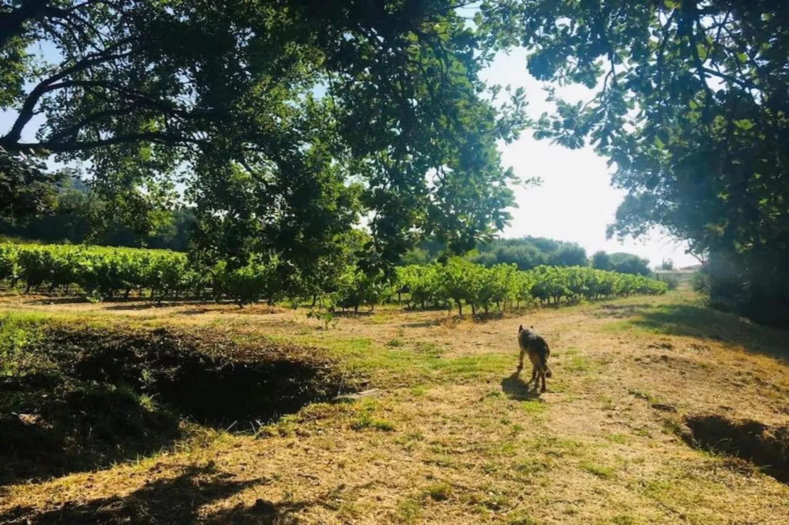 La Palmeraie 4-Gebieden zomer 5km