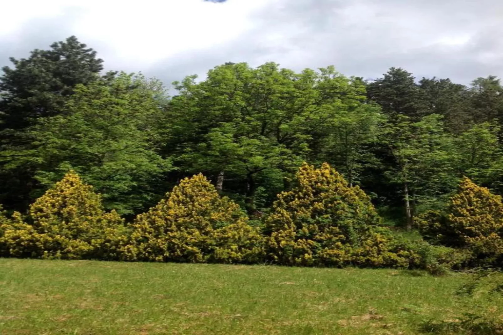 Negritella Trilo Sei-Gebieden zomer 20km