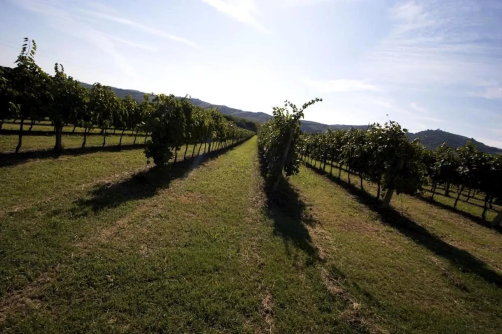 Appartamento Le Colline-Gebieden zomer 5km