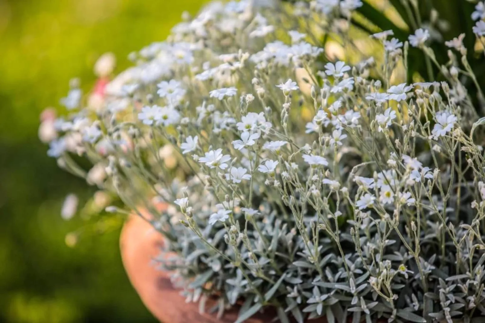 Casale  Valdichiana-Gebieden zomer 20km