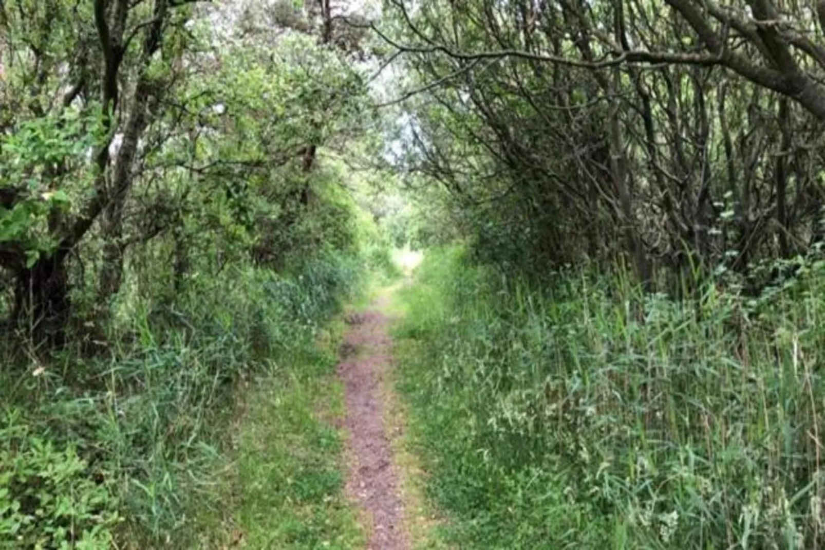 Duindroom op Terschelling-Gebieden zomer 20km