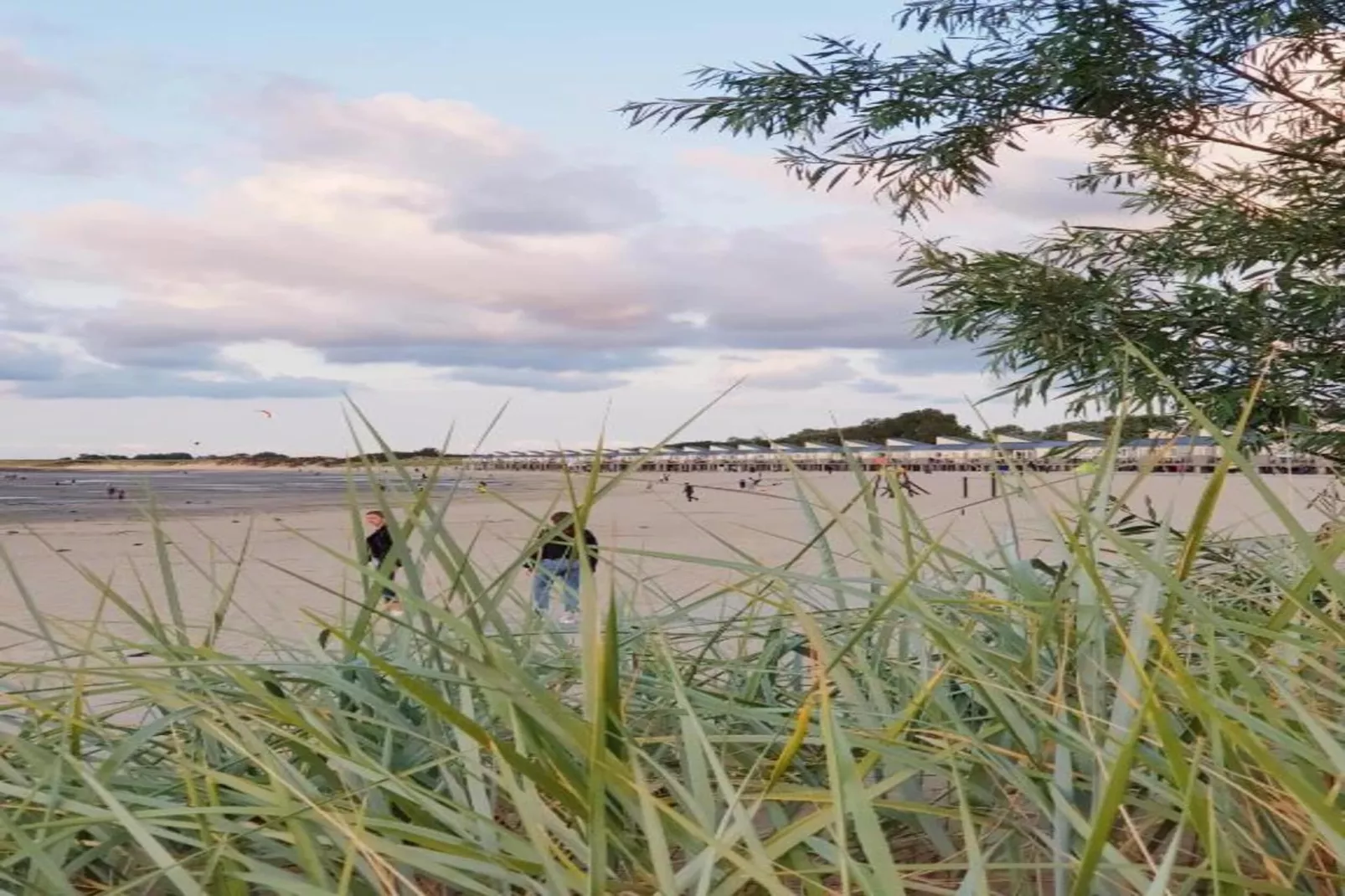 Cardium 33-Gebieden zomer 20km