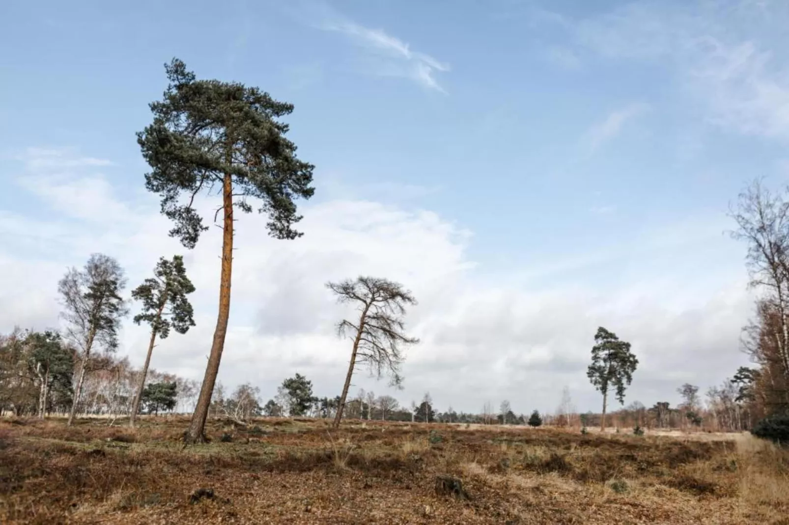 Bospark 't Wolfsven 15-Gebieden zomer 5km