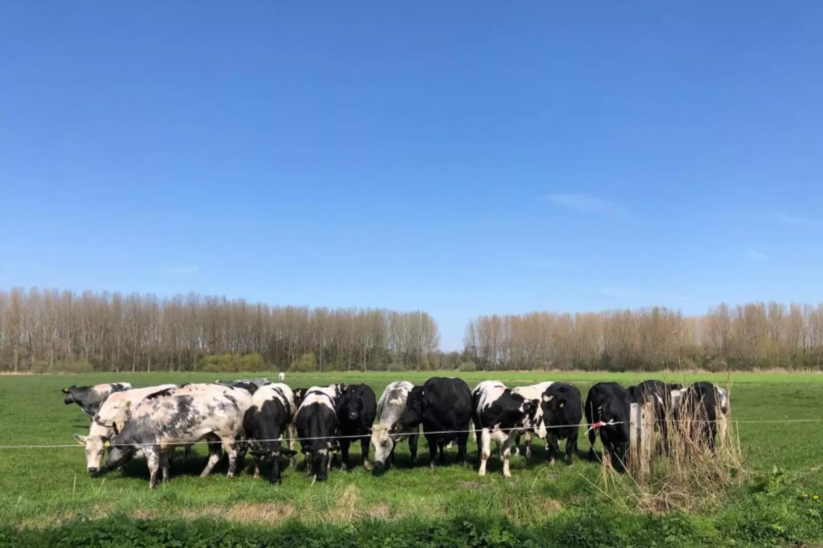 Houck-Gebieden zomer 20km