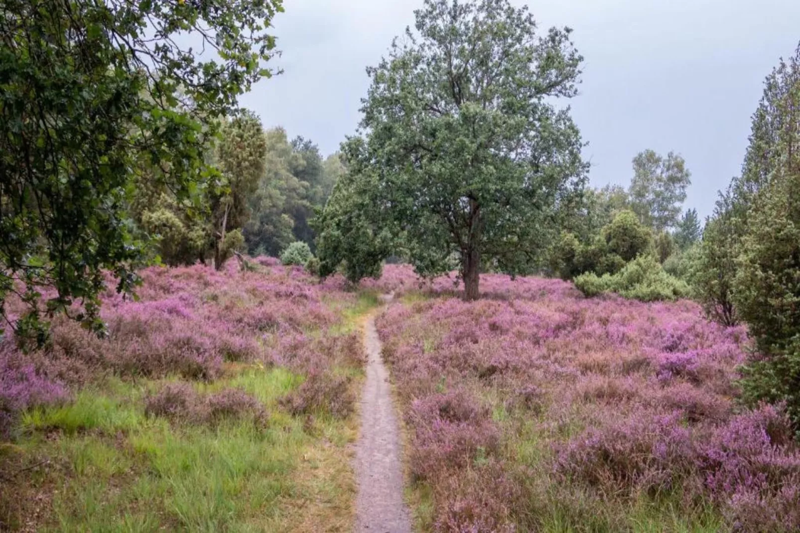 Vakantiepark Mölke 29-Gebieden zomer 20km