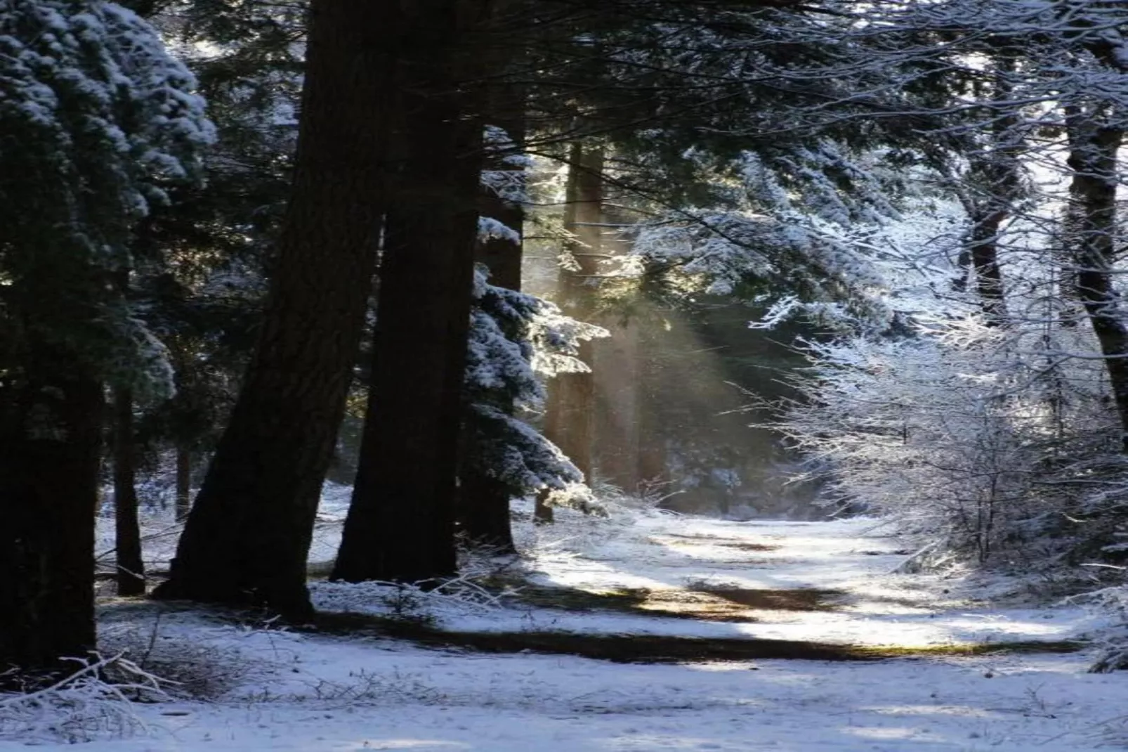 Residence De Eese 22-Gebied winter 20km
