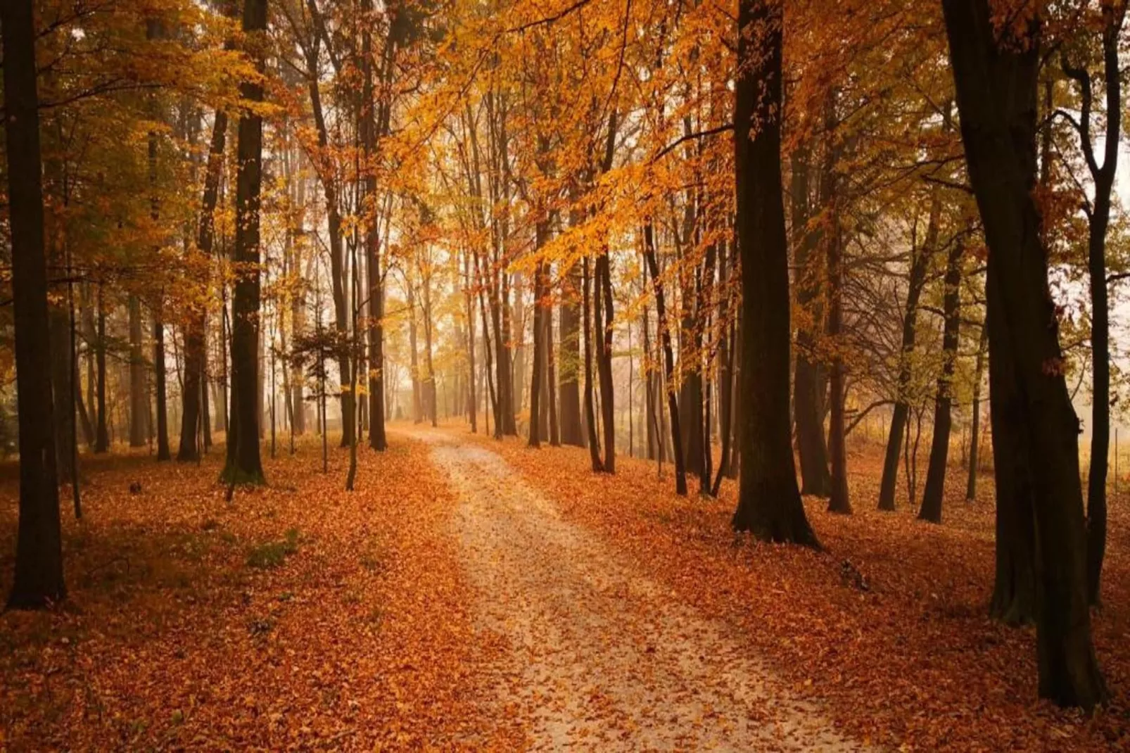 Villa Dobczyce-Gebieden zomer 5km