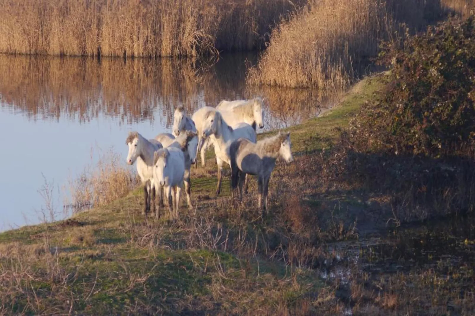 Case Mobili Mimosa-Gebieden zomer 20km