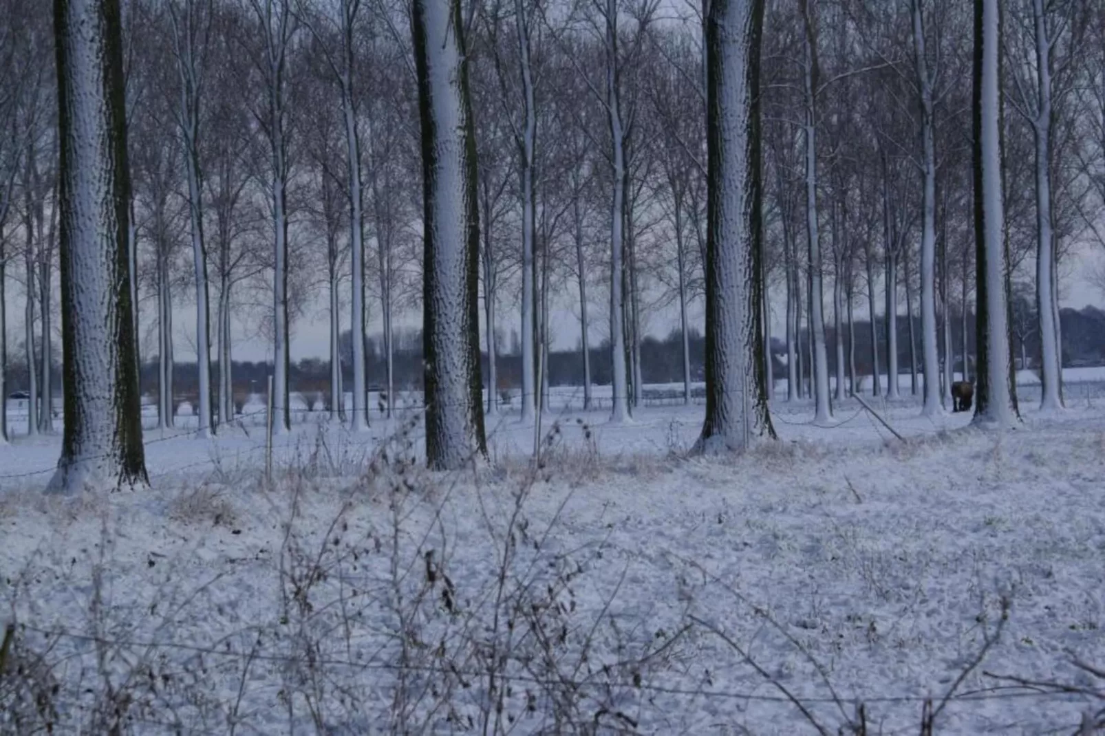 Leenhaag-Gebied winter 20km