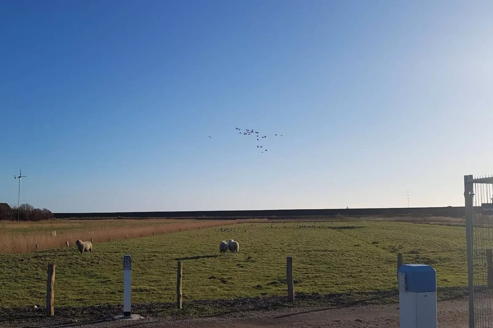 Reihenhaus Basstölpel 4 Personen-Gebieden zomer 5km