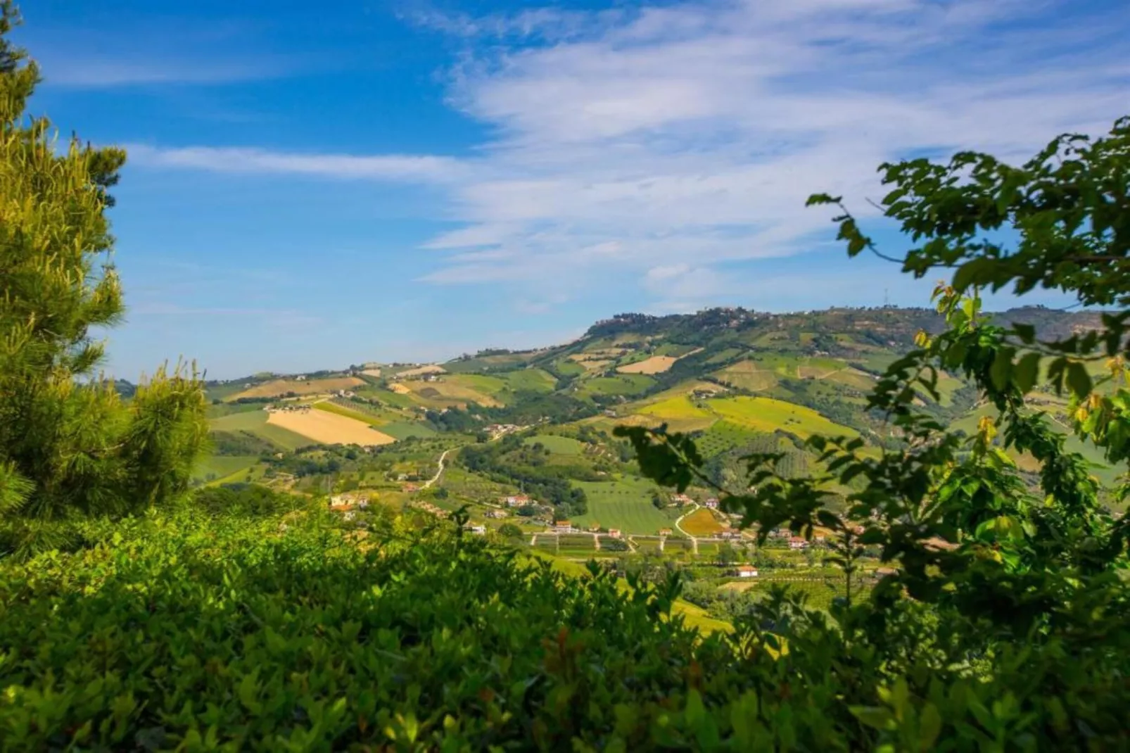 Viola-Gebieden zomer 5km