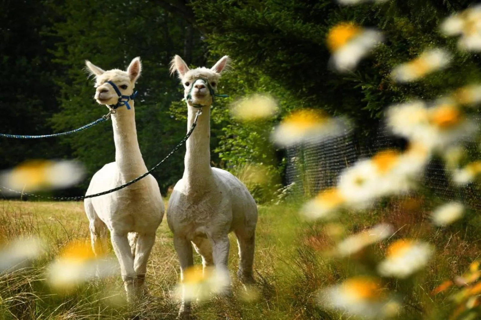 Ferienhaus Ahnert bei Chemnitz-Sfeer