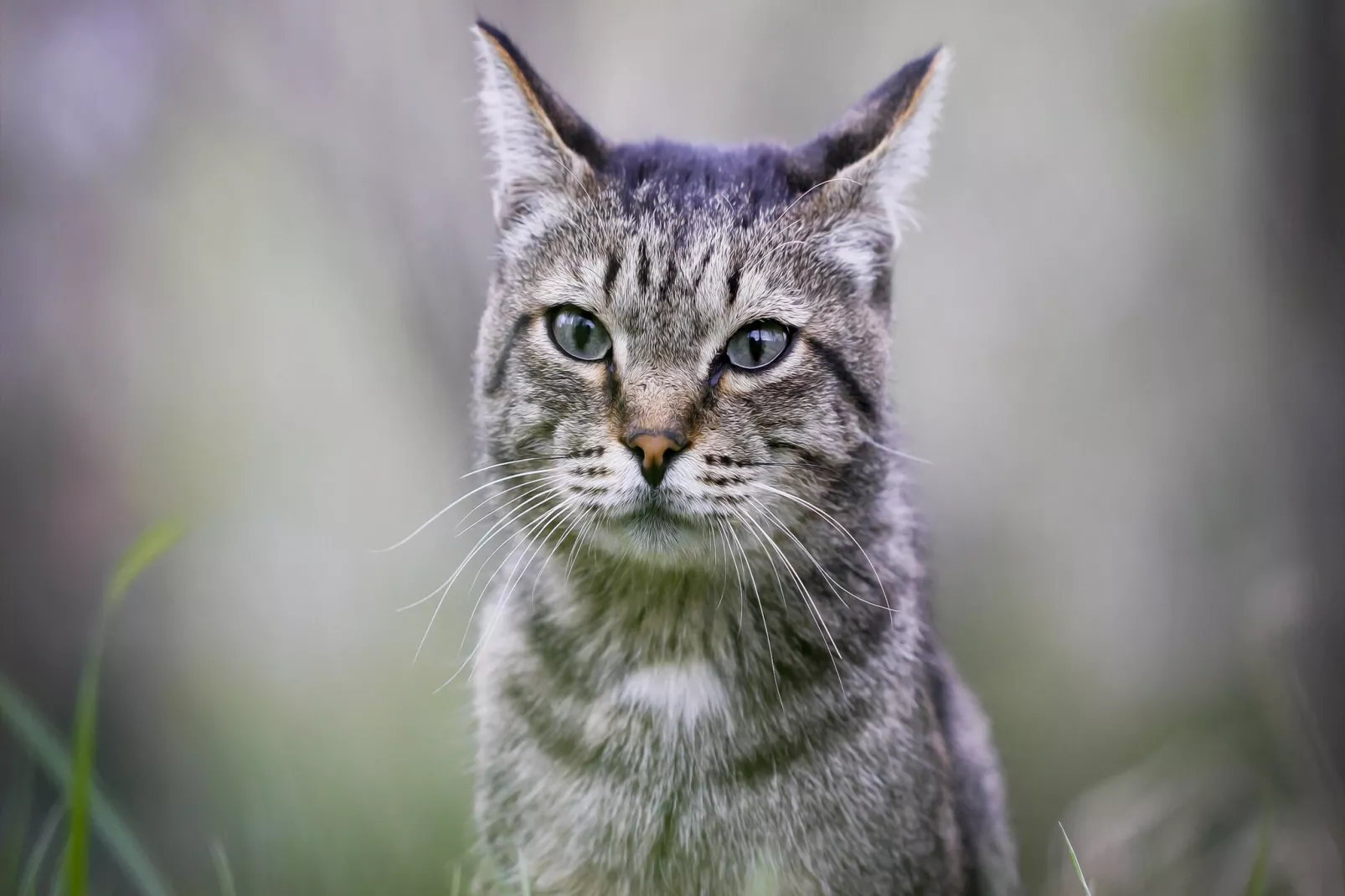 Trilocale - 1°Piano-Sfeer