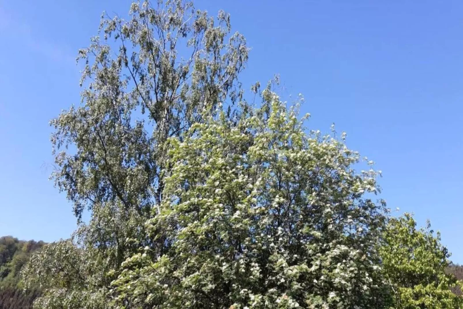 Bungalowanlage Gänseblümchen 3-5-Gebieden zomer 20km
