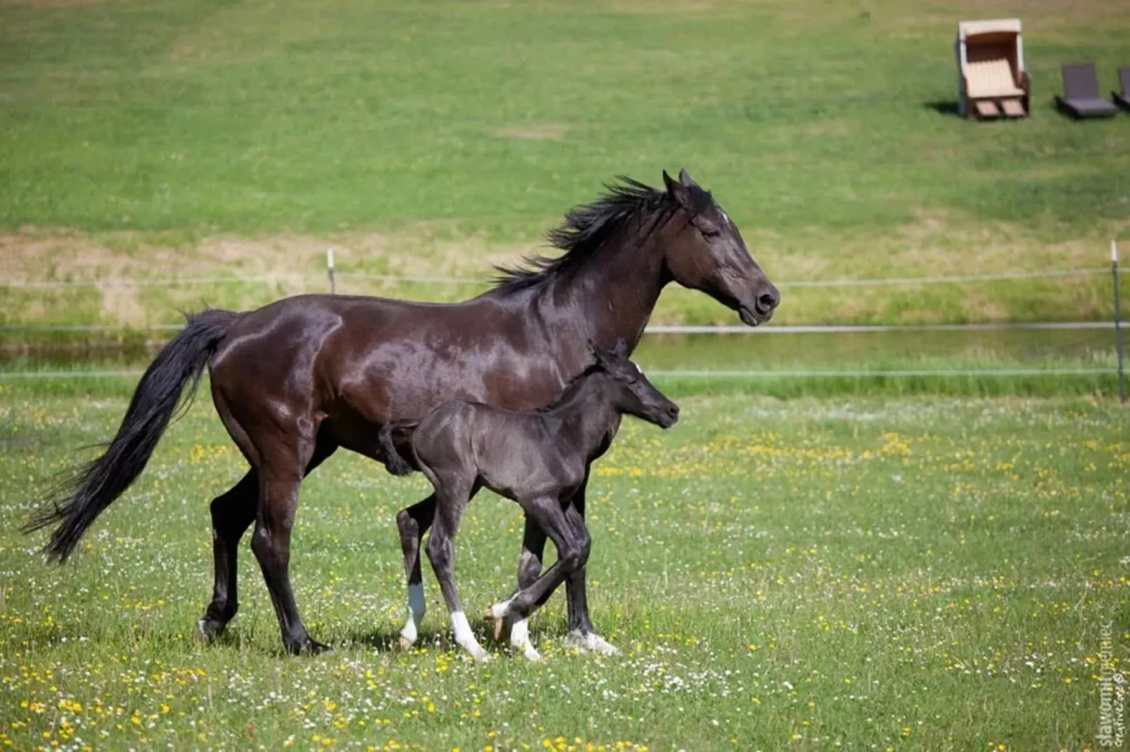 Chalet - 3 Personen-Gebieden zomer 1km