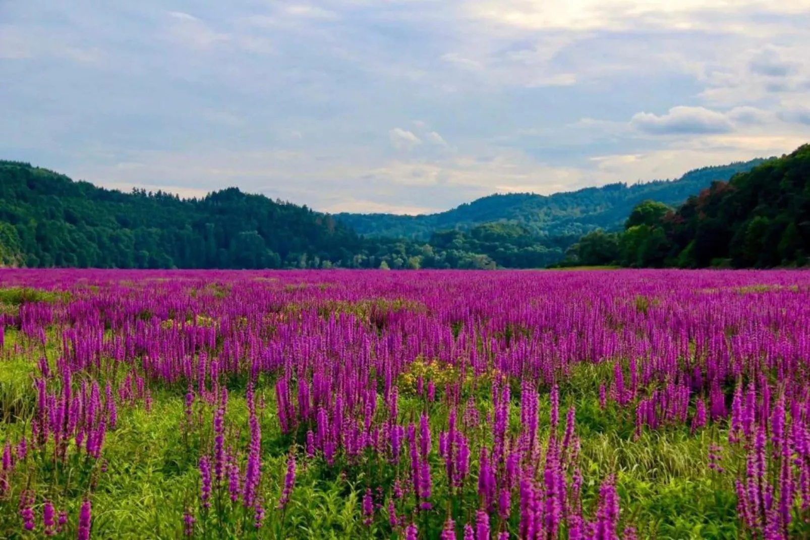 Villa Türmchen-Gebieden zomer 5km