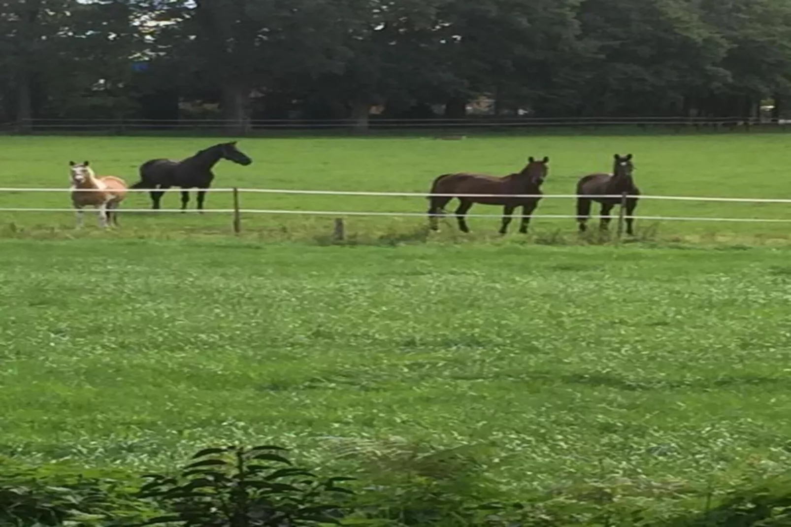 Ferienresort Bad Bentheim 8-Gebieden zomer 20km