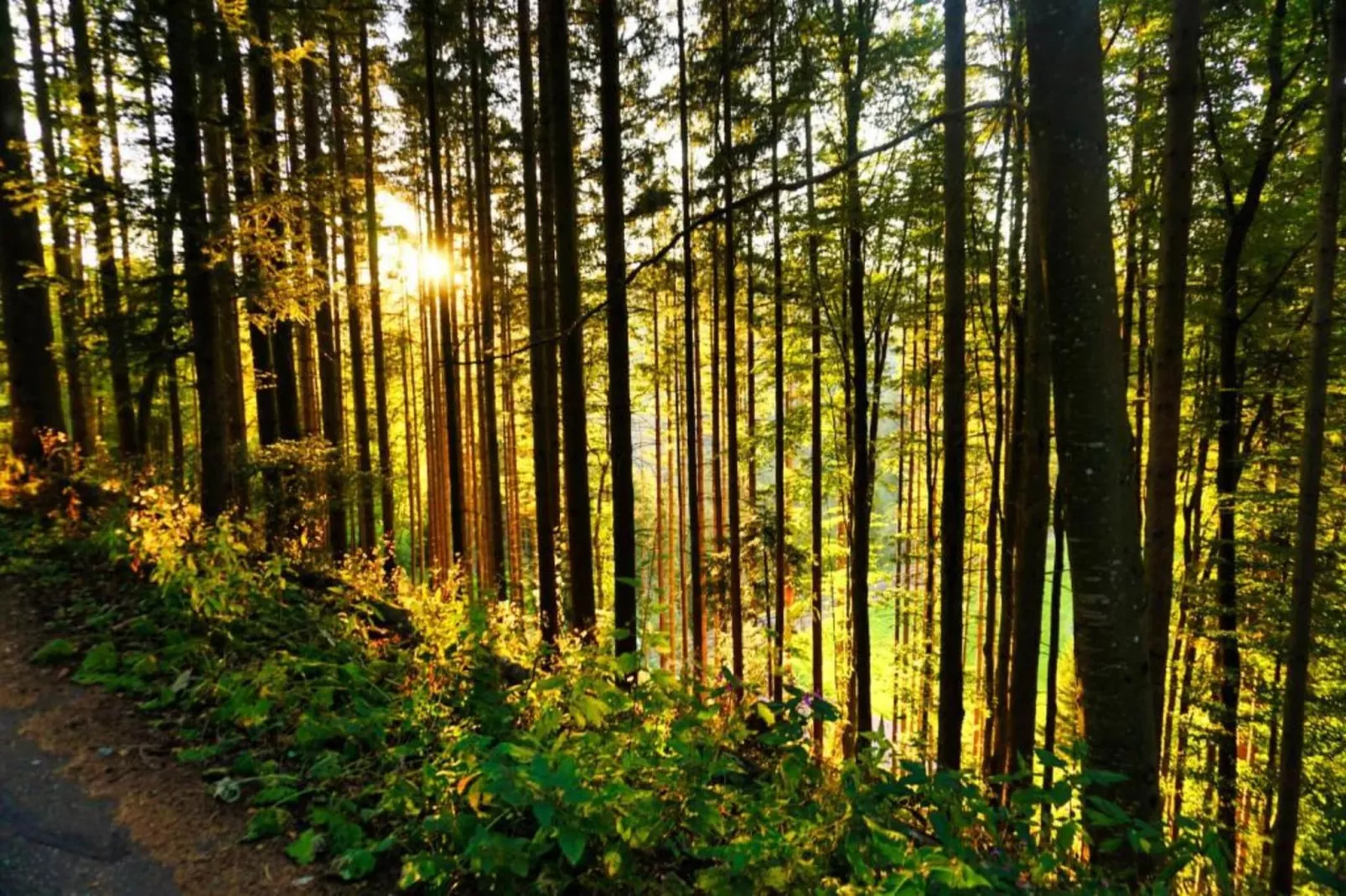 Park Blick-Gebieden zomer 20km