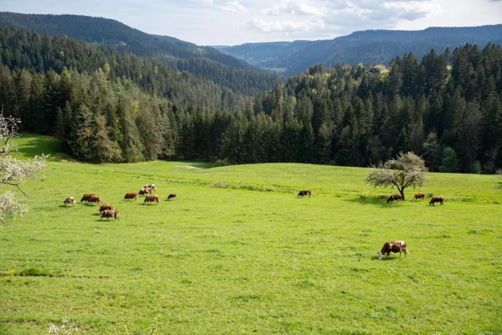 Schwarzwald-Gebieden zomer 20km