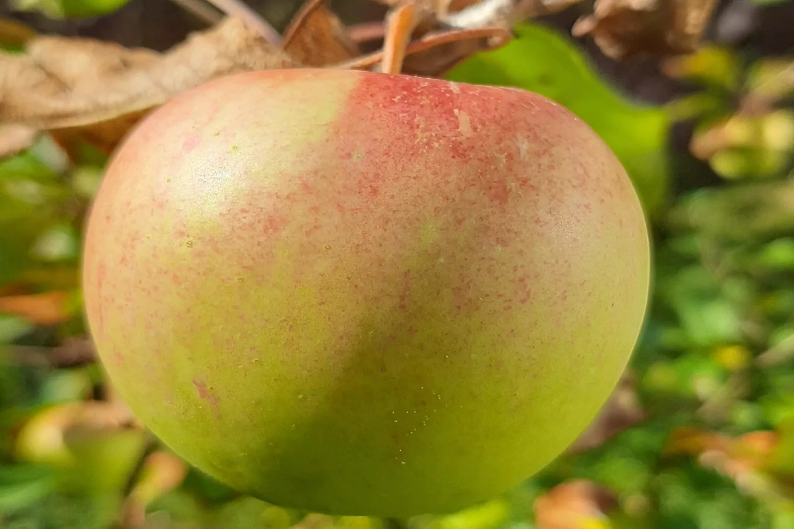 Ferienwohnung Läufer-Gebieden zomer 5km
