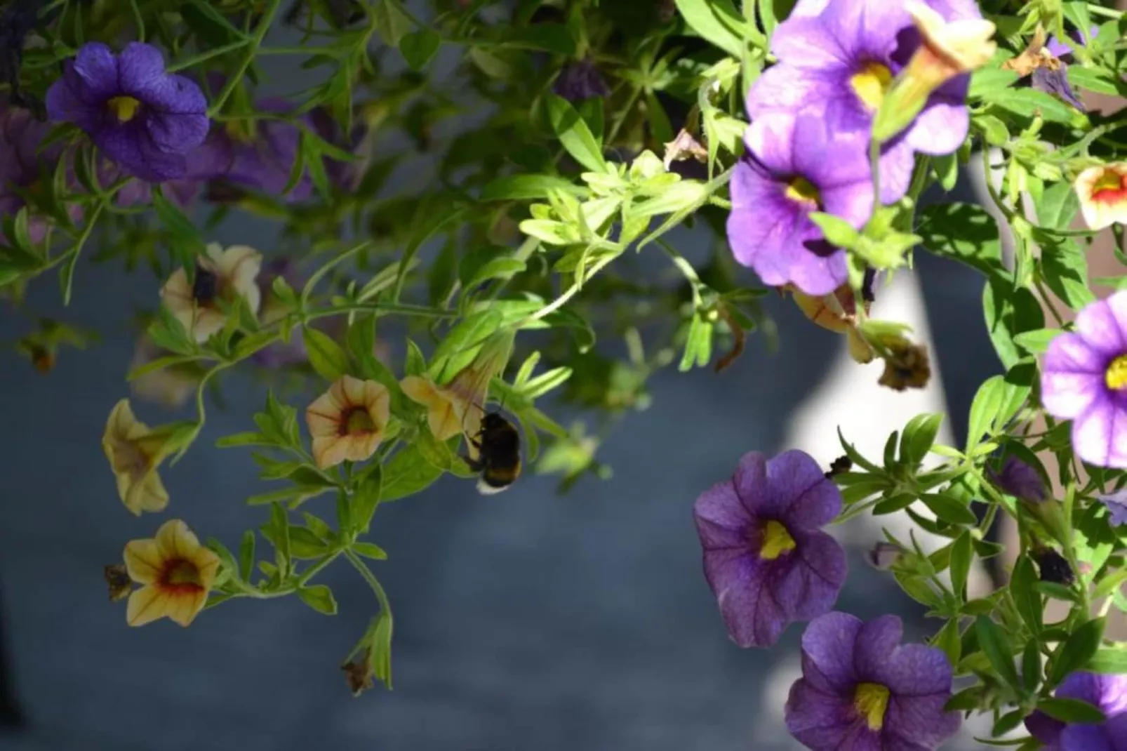 Maison au calme avec piscine-Gebieden zomer 20km