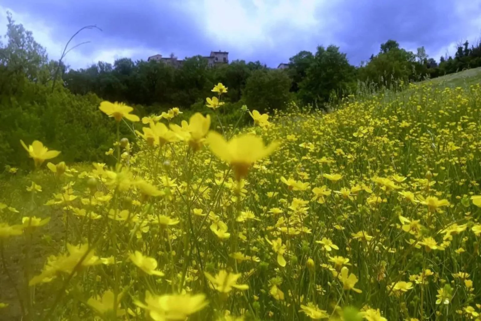 Salvia-Gebieden zomer 20km