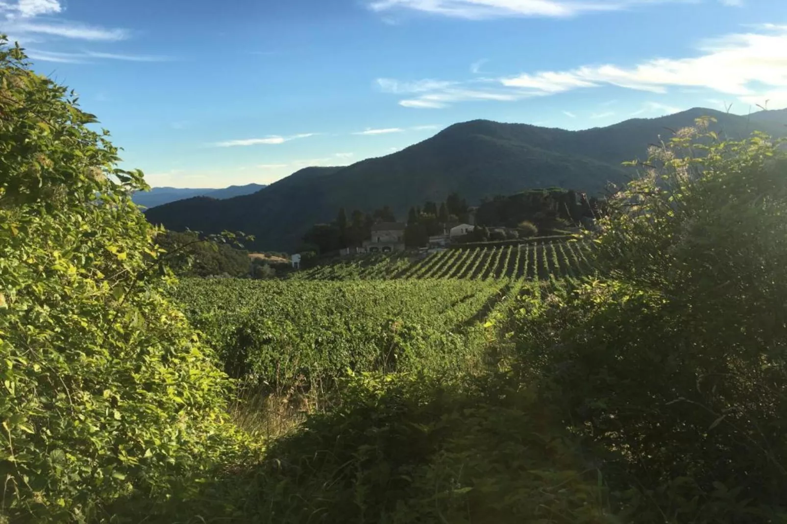 Sangiovese-Gebieden zomer 20km