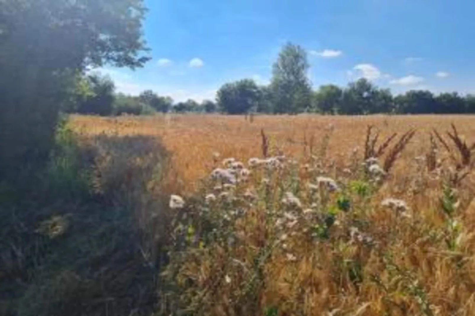 Orchidea-Gebieden zomer 20km