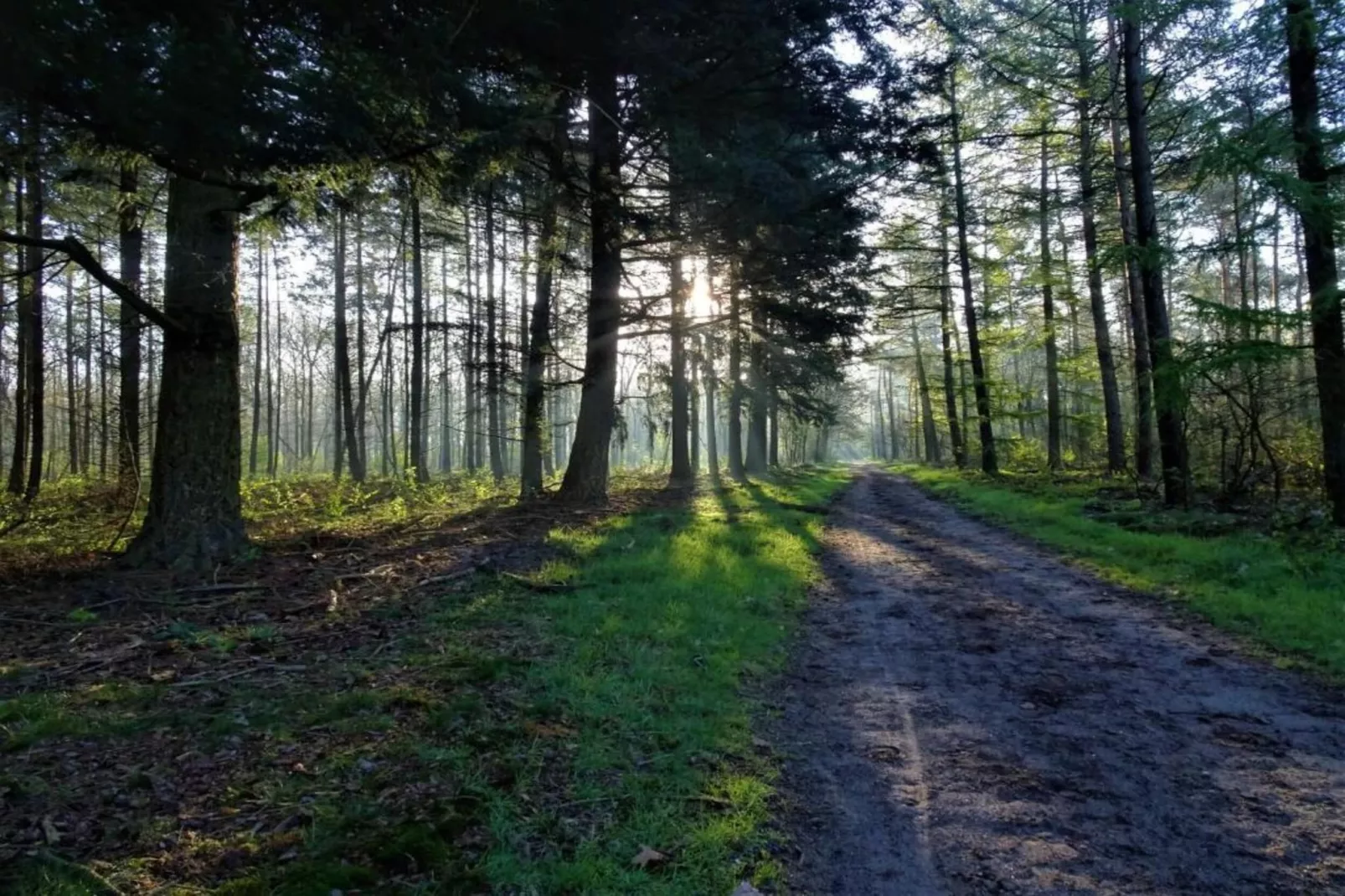 Reewold-Gebieden zomer 20km