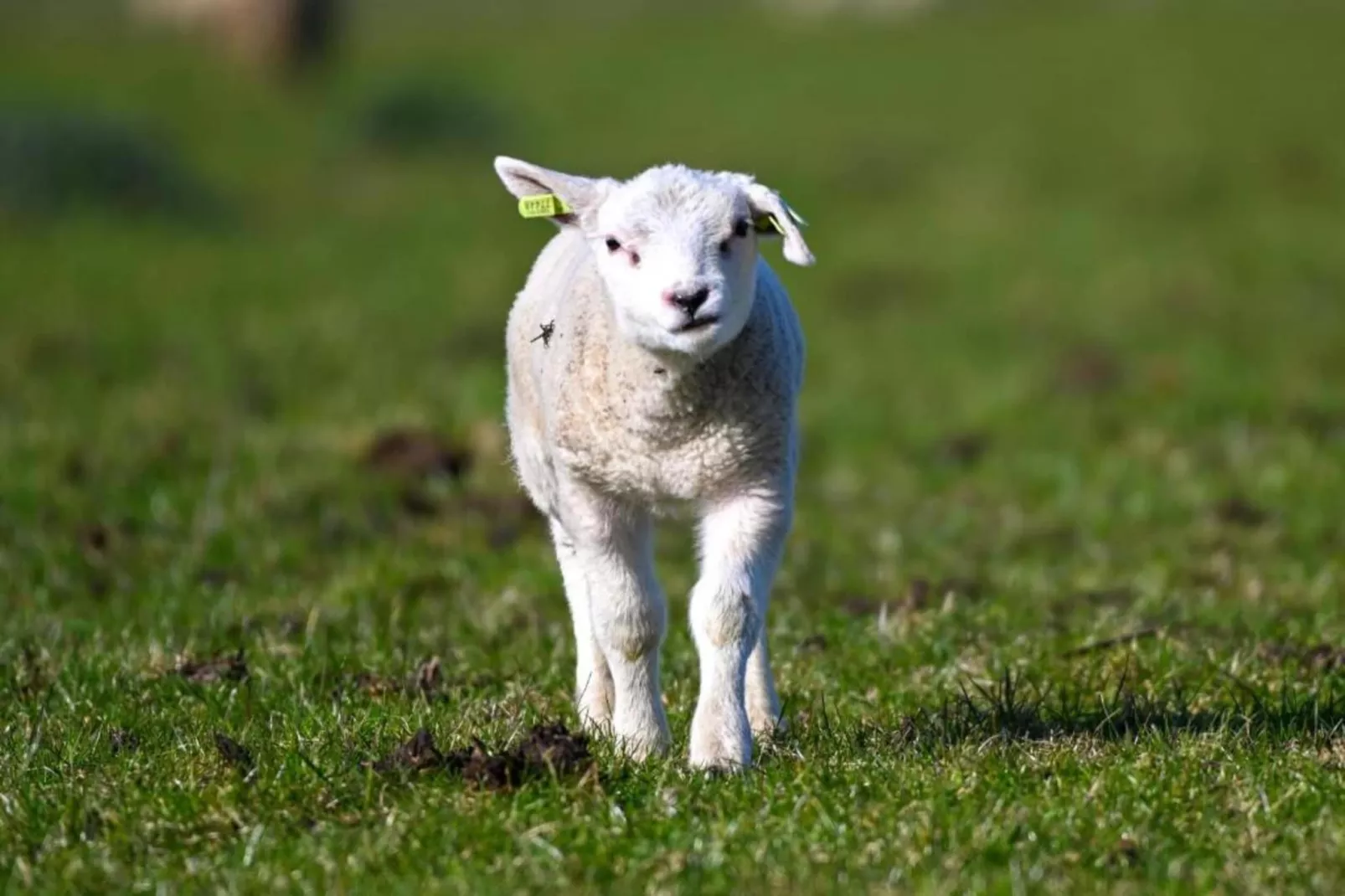Residentie Californië 8-Gebieden zomer 20km