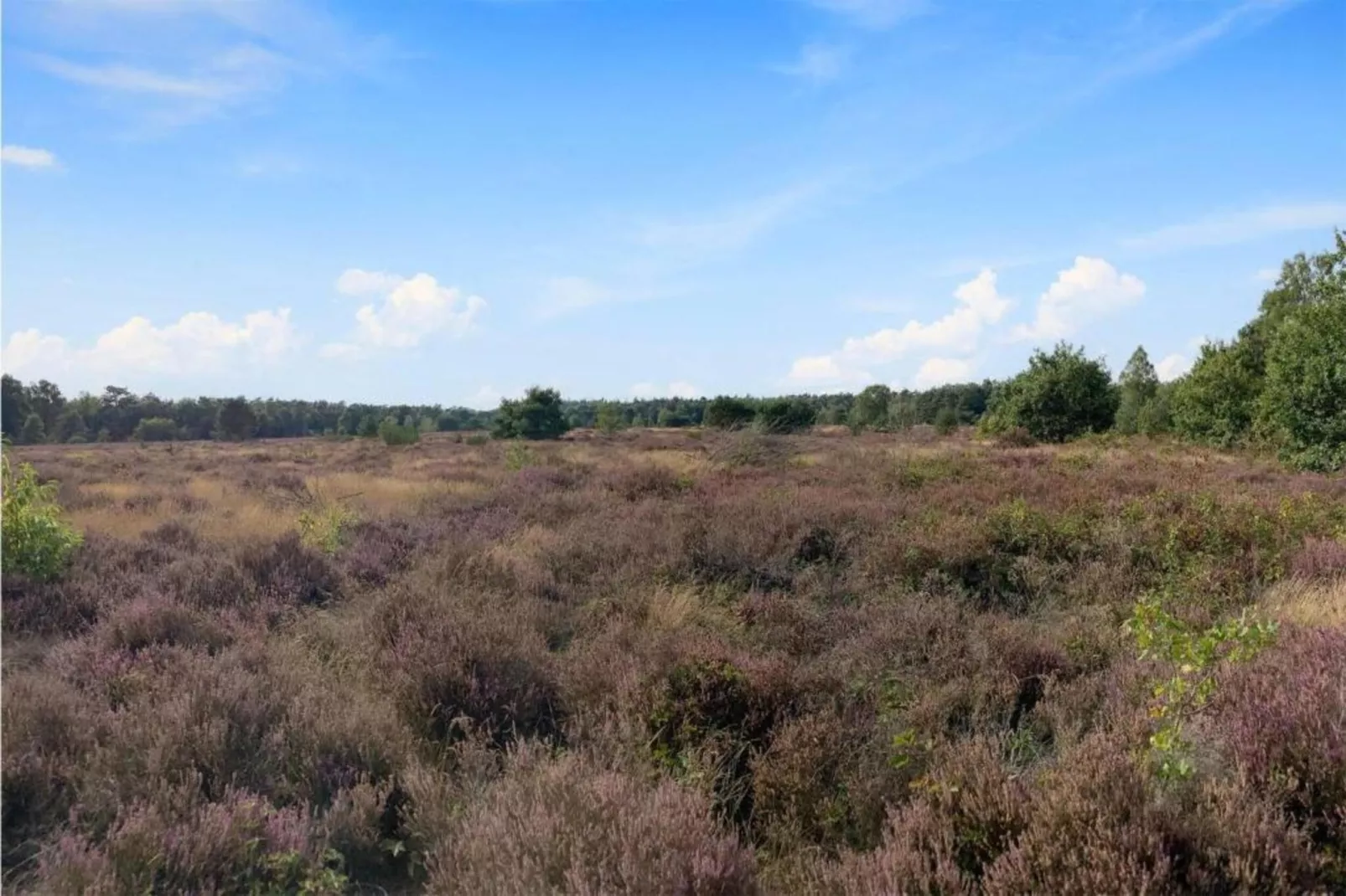 De Veluwse Hoevegaerde 1-Gebieden zomer 5km