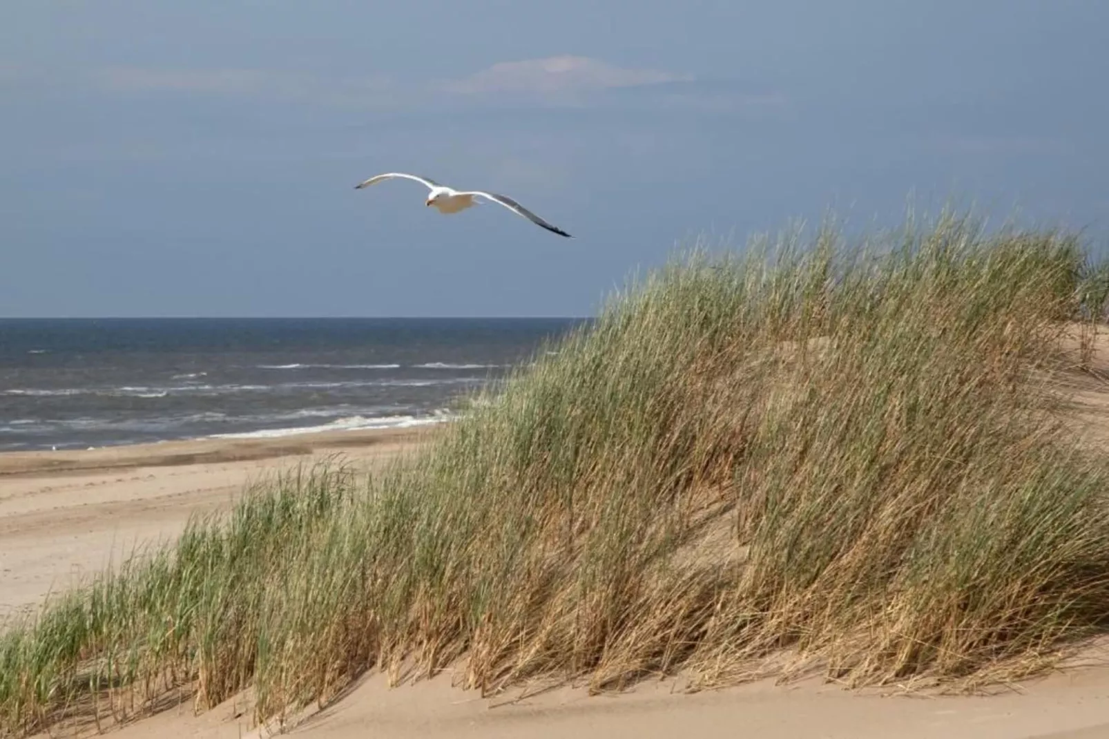 Zeearend Boulevard-Gebieden zomer 20km